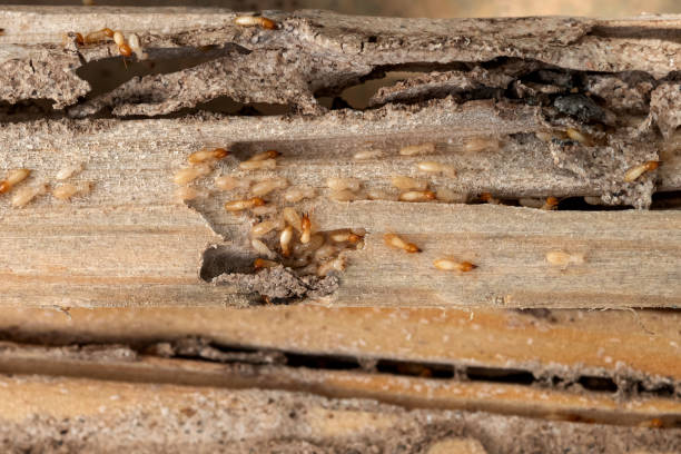 Best Ant Control Services  in Agua Dulce, TX