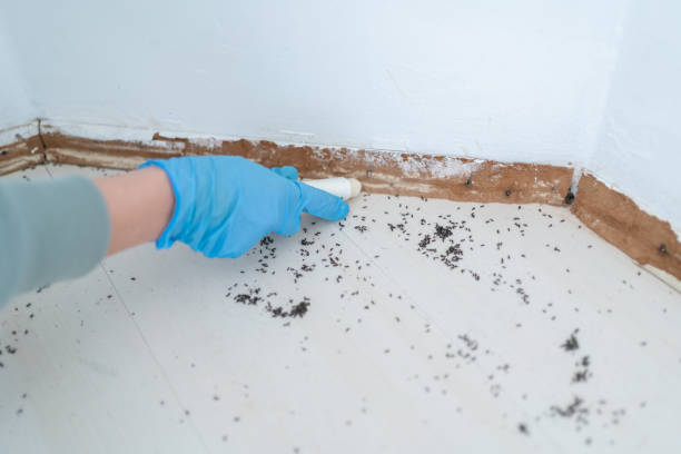 Best Termite Control Services  in Agua Dulce, TX